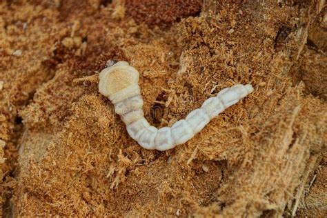 larva branca - calopsita branca